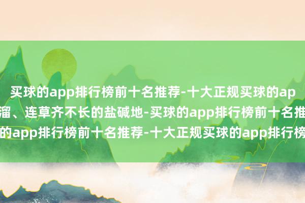 买球的app排行榜前十名推荐-十大正规买球的app排行榜推荐　　一块光溜溜、连草齐不长的盐碱地-买球的app排行榜前十名推荐-十大正规买球的app排行榜推荐